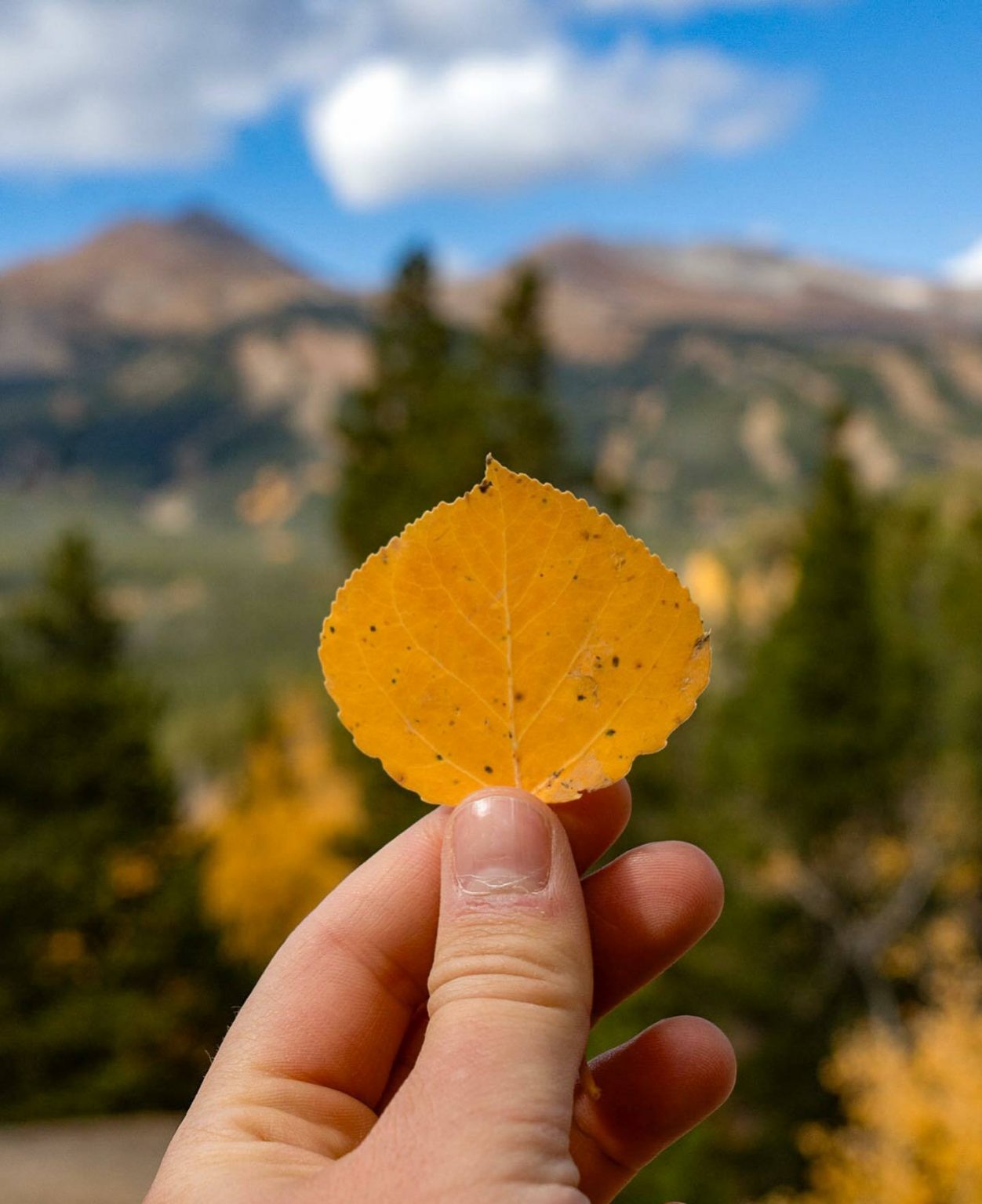 A person holding a single golden aspen leaf in front of Breckenridge Mountain during fall.